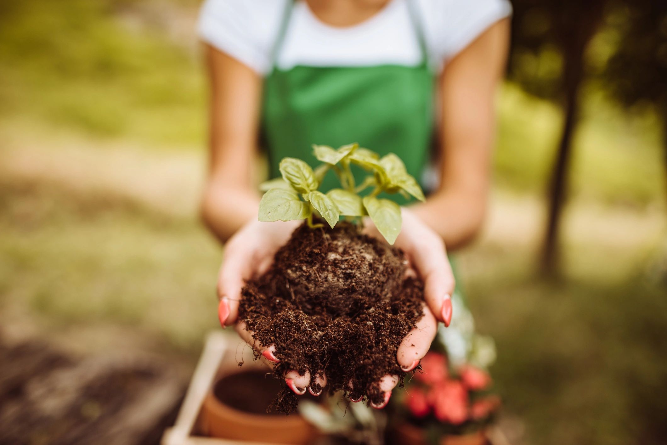 Hands caring for a young plant