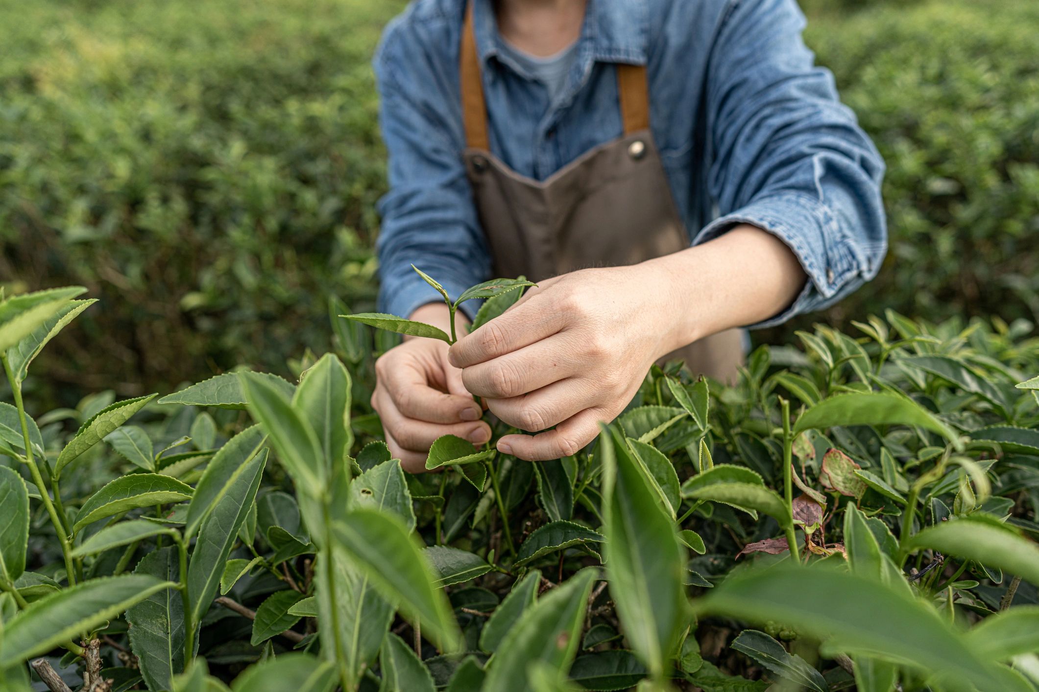 Tea leaves being inspected for quality