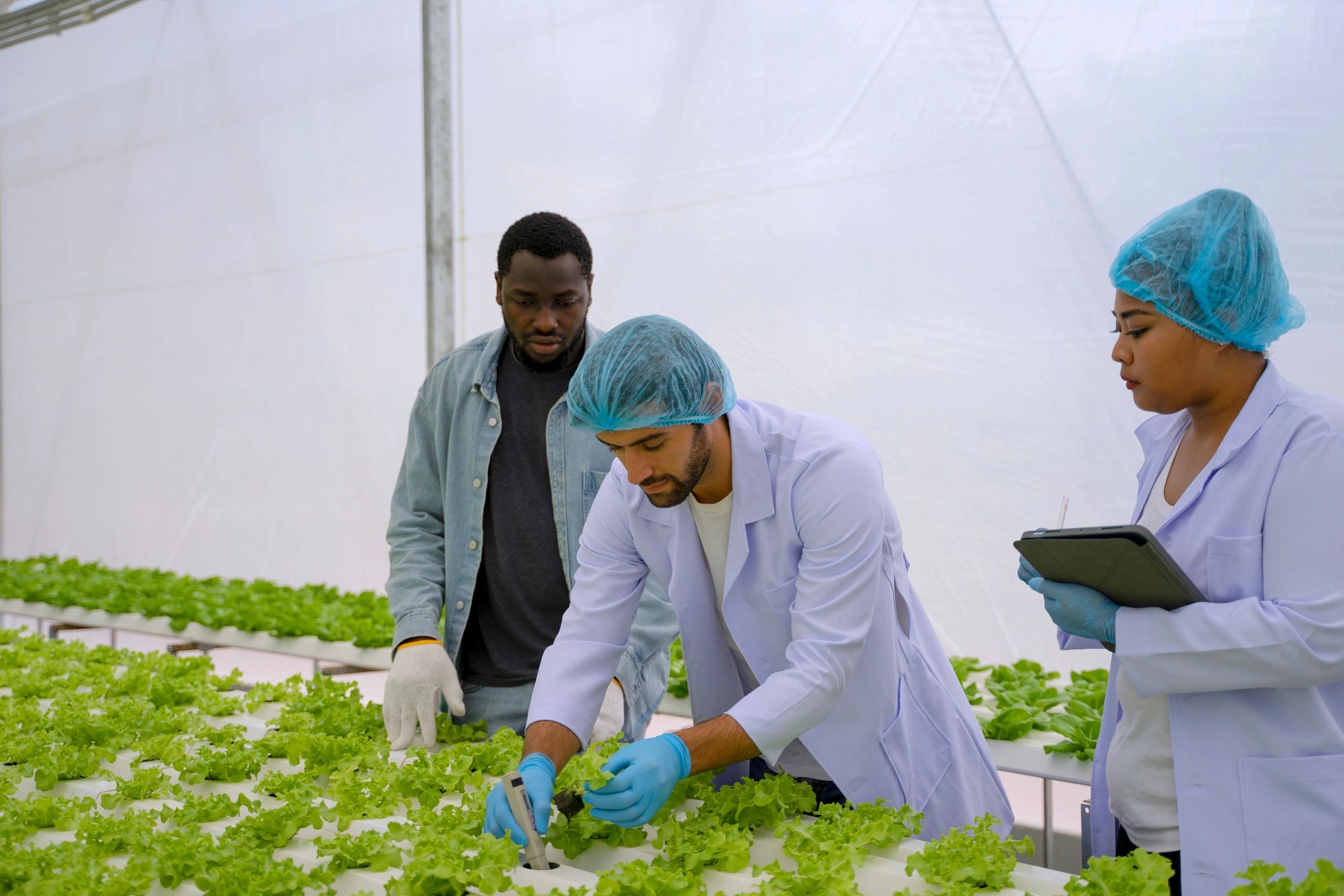 Researchers working with plants in a greenhouse