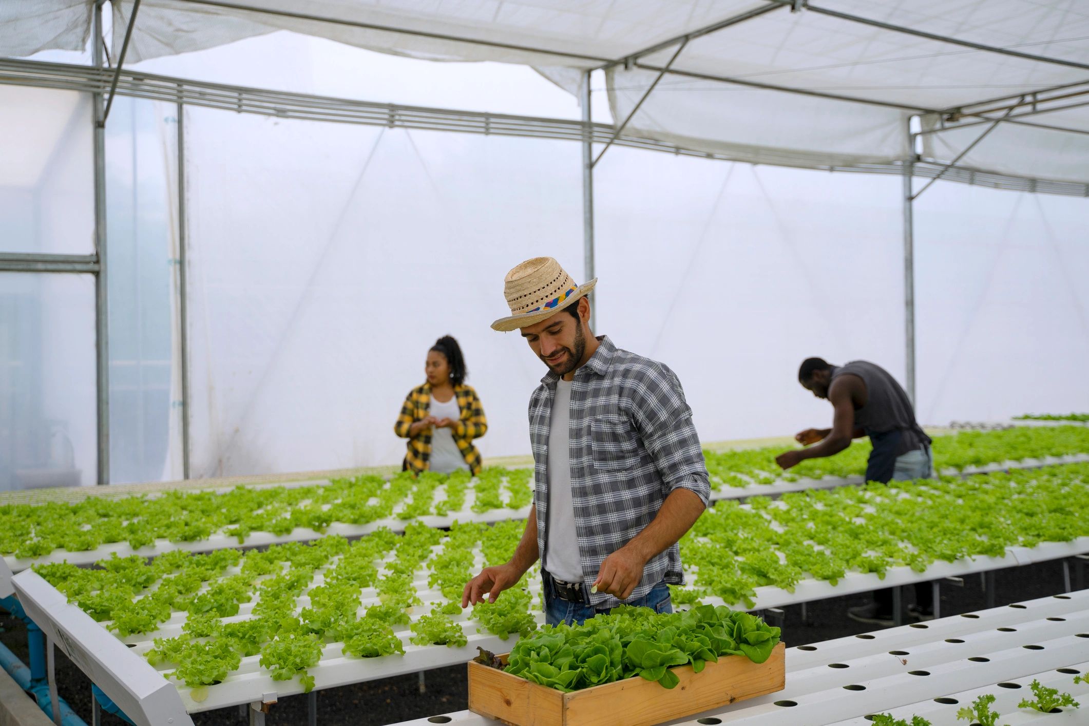 Botanical ingredients being cultivated in a modern greenhouse