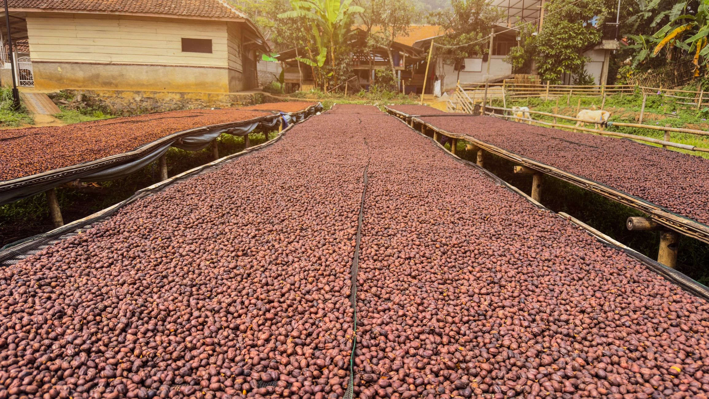 Raw botanical material drying at origin